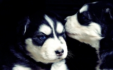 animals dogs puppies 1920x1080 wallpaper 